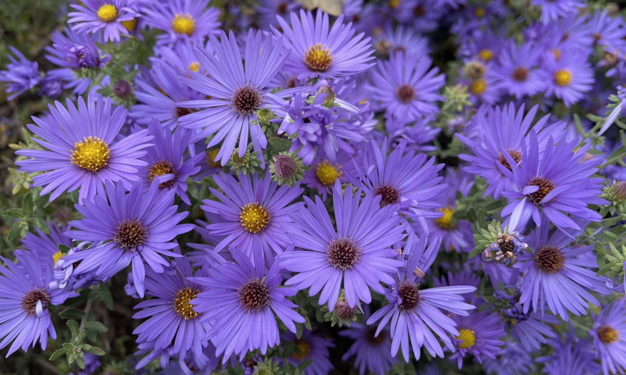 purple aster