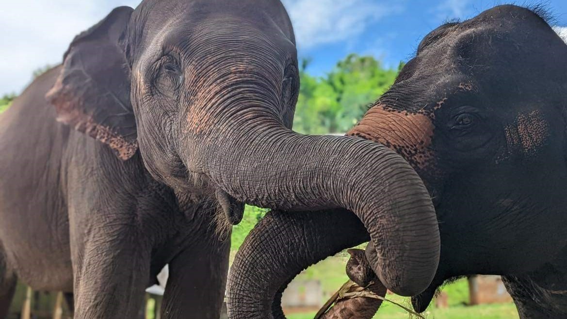 Two Asian elephants