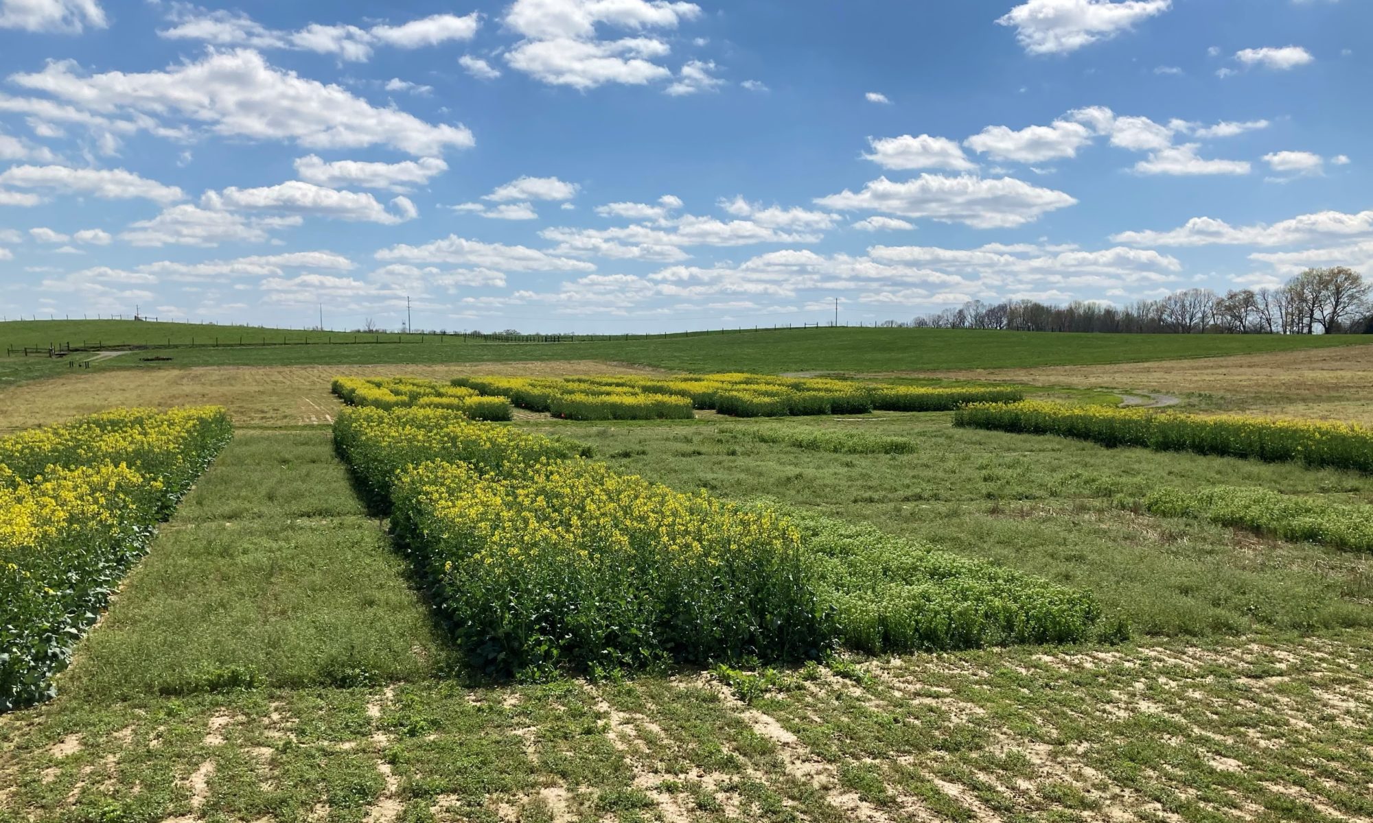 oilseed plots