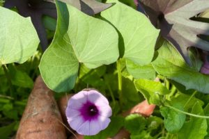 Sweet potato