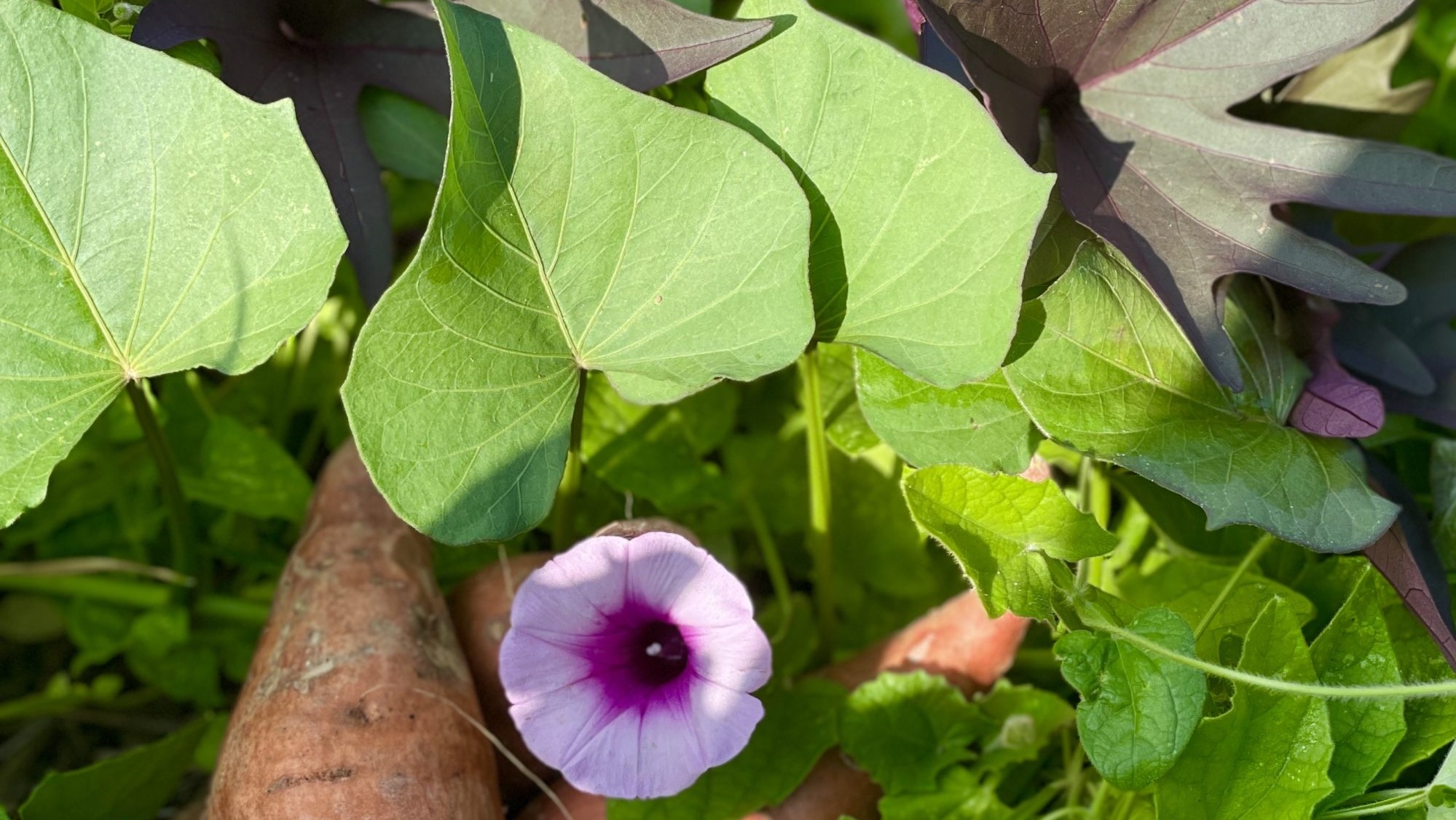 Sweet potato