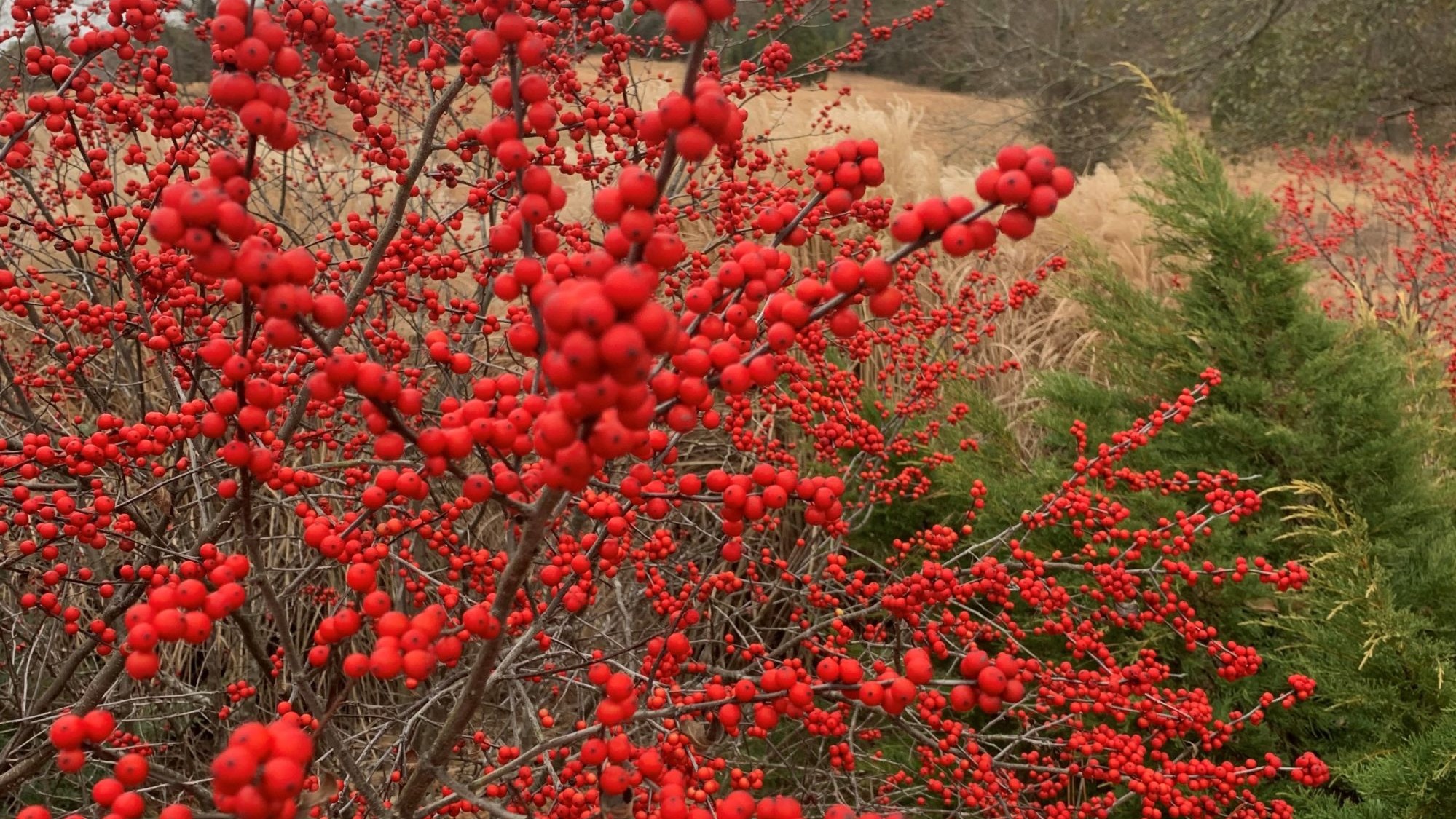 Winterberry Holly