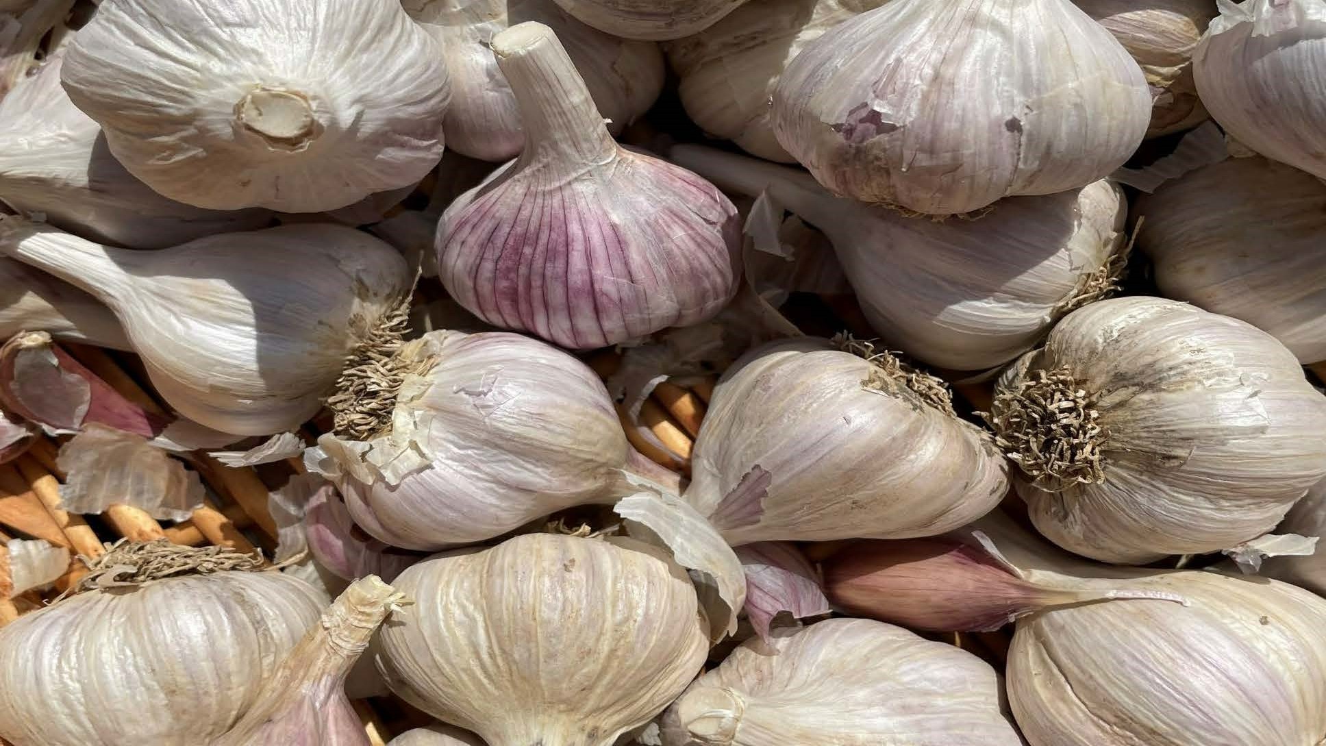 garlic