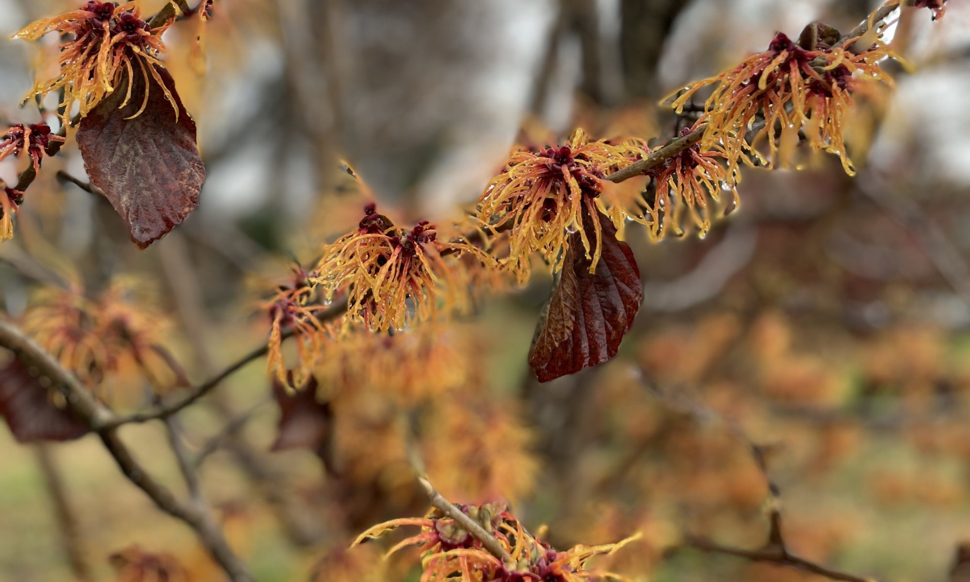 12 Shrubs to Plant for Cut Branches in Fall and Winter