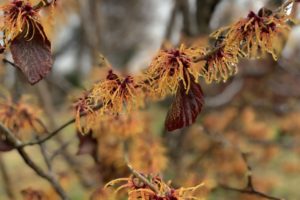 witchhazel
