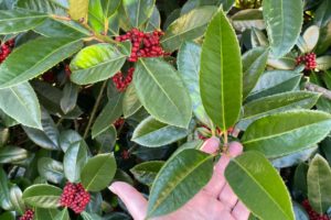 Lusterleaf holly