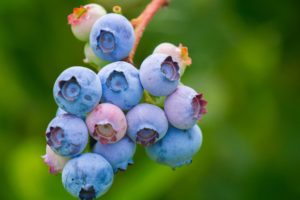 blueberries
