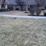 Fescue lawn in winter
