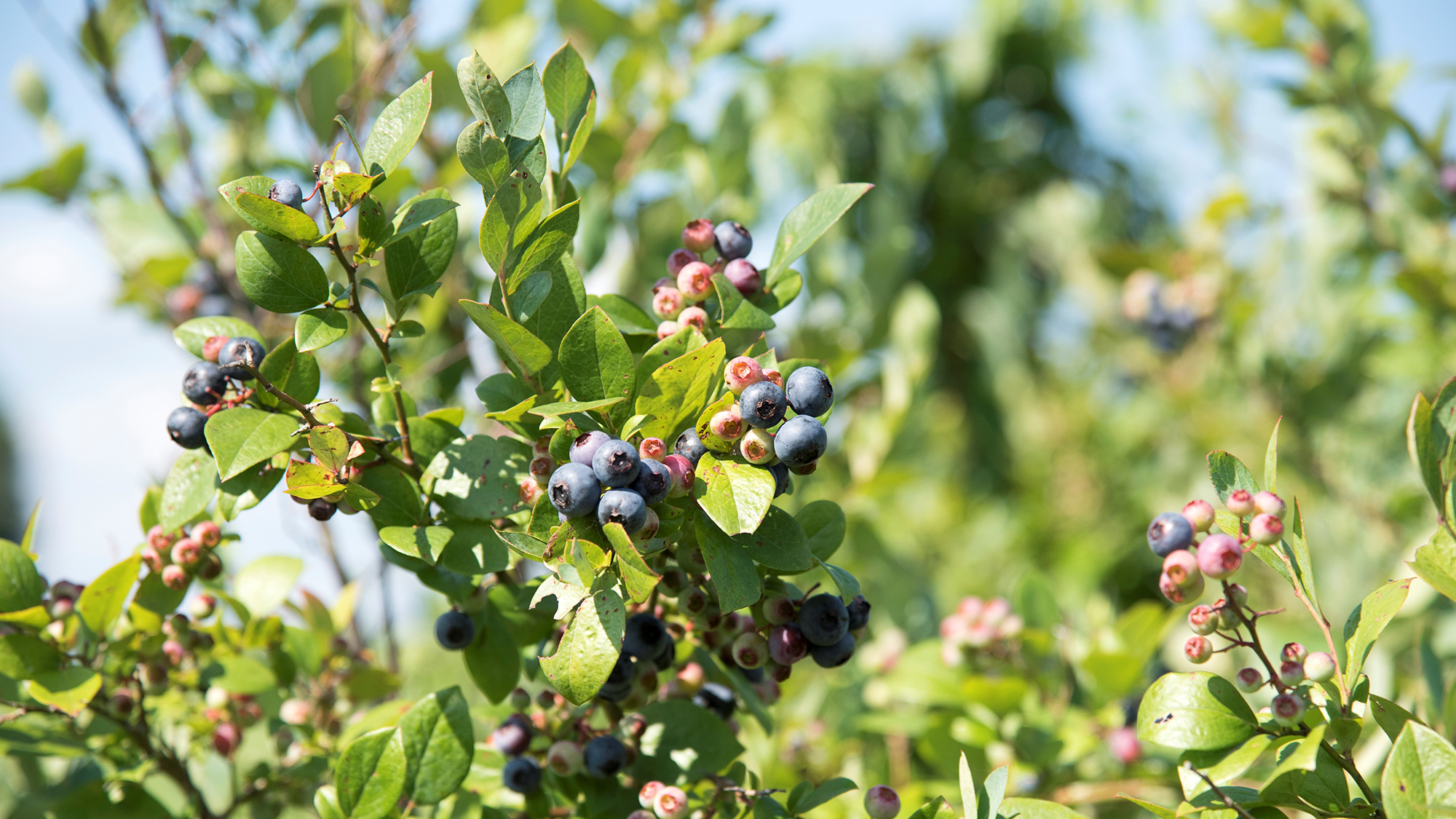 blueberries on bush