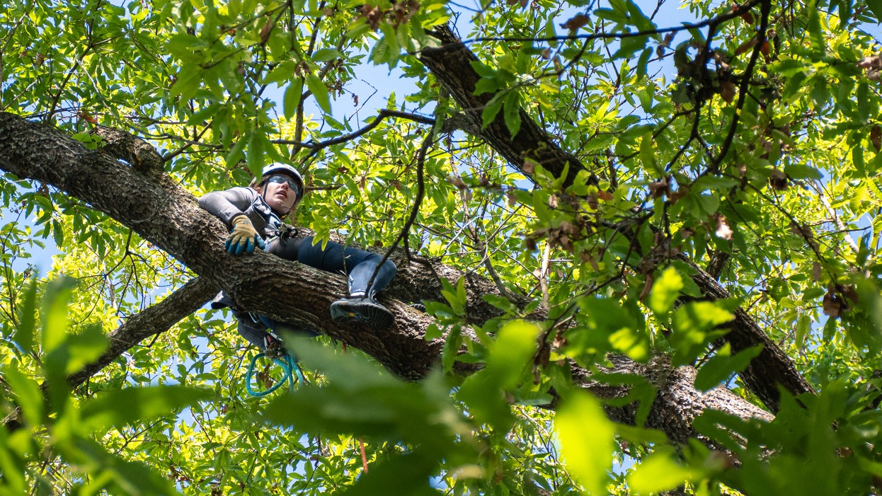 girl in tree