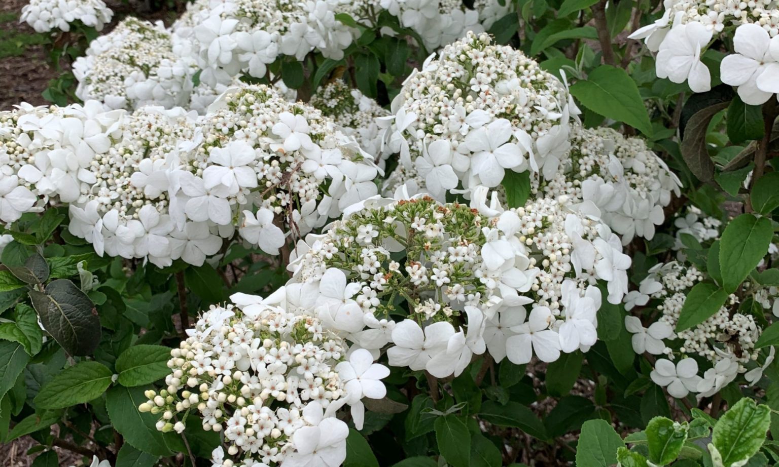 Viburnums for tennessee gardens institute news