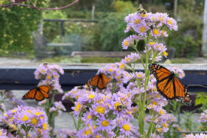 monarhc butterflies on flowers