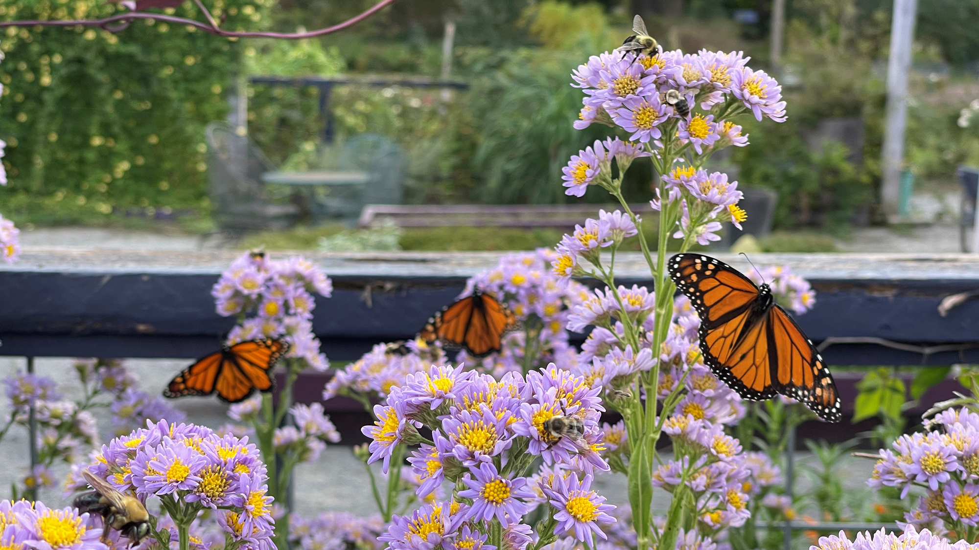 monarhc butterflies on flowers