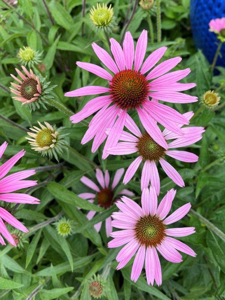 purple coneflower