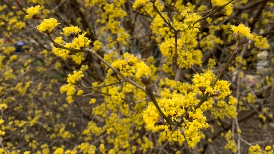 'Sunsphere' Japanese cornel dogwood