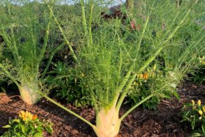 Fennel growing