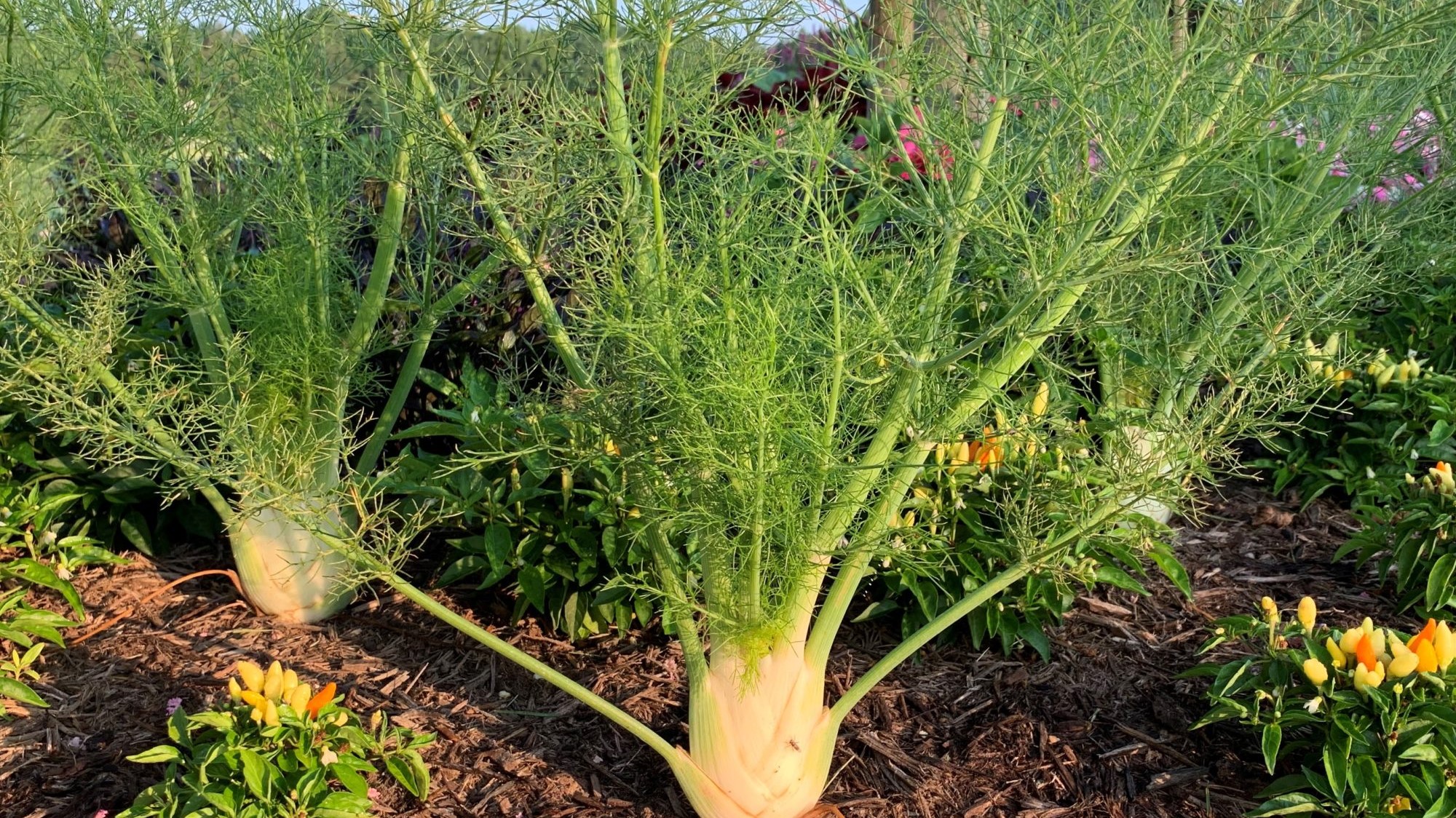 Fennel growing