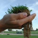 hands holding mass of turfgrass with roots hanging