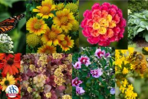 collage of landscape flowers and plants