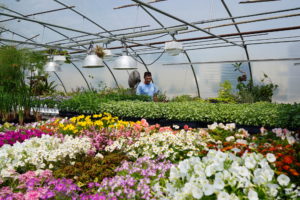 Man walking through flower greenhouse