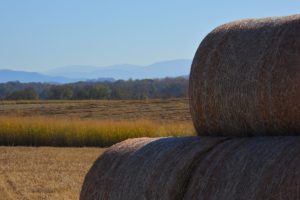 bales of hay stacked in field