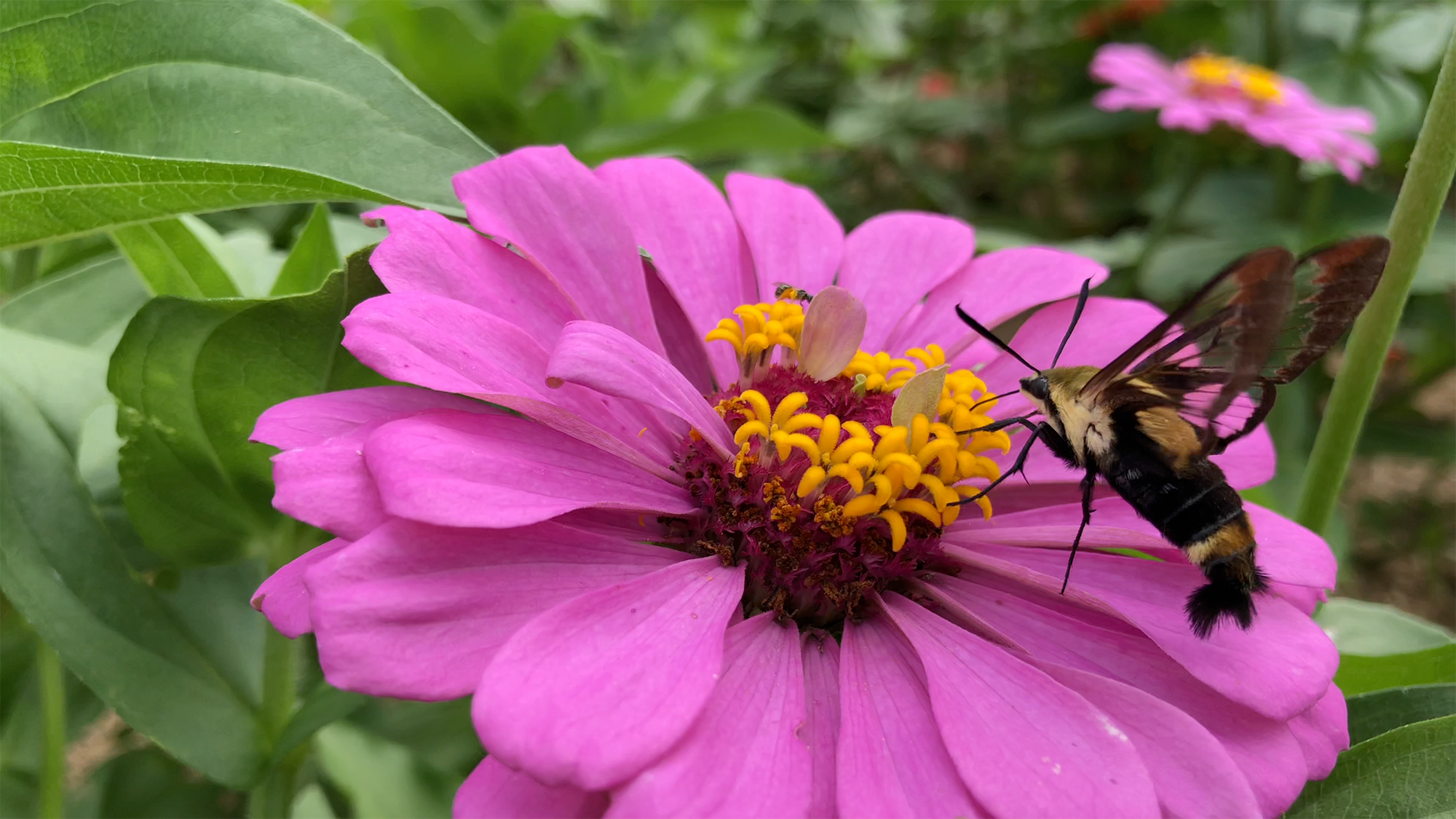 bee on flower