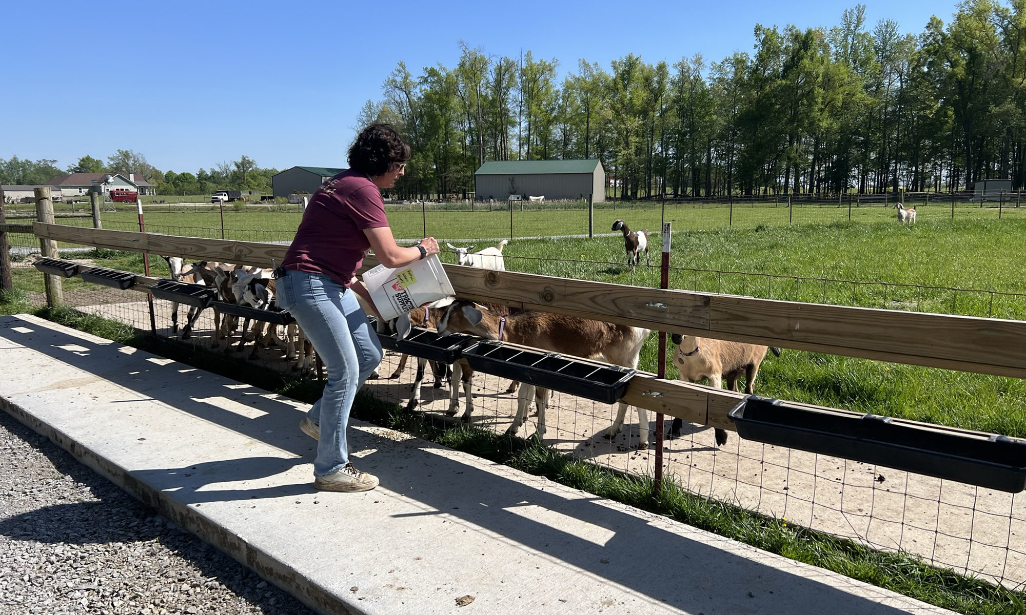 woman feeding goats