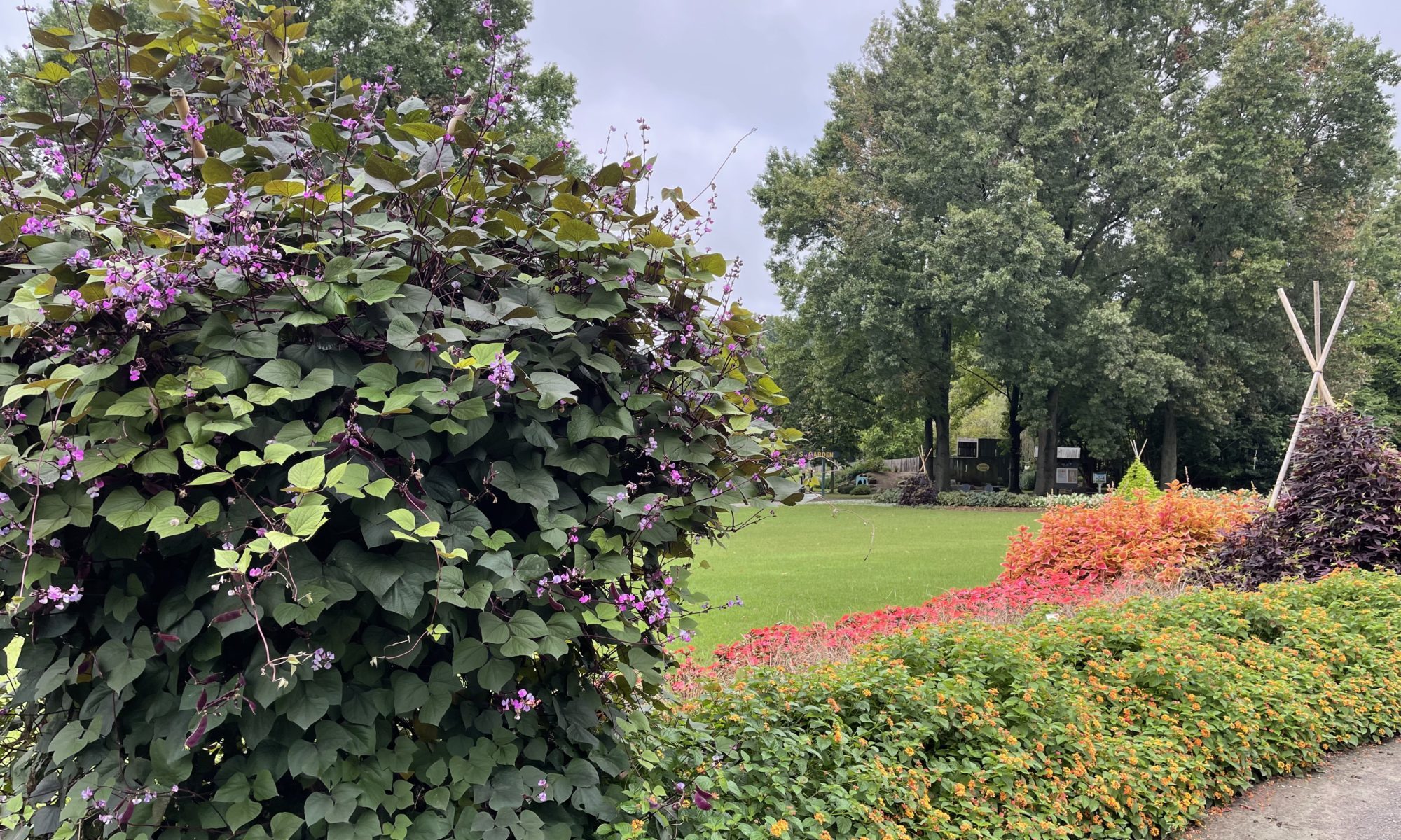 hyacinth bean vine