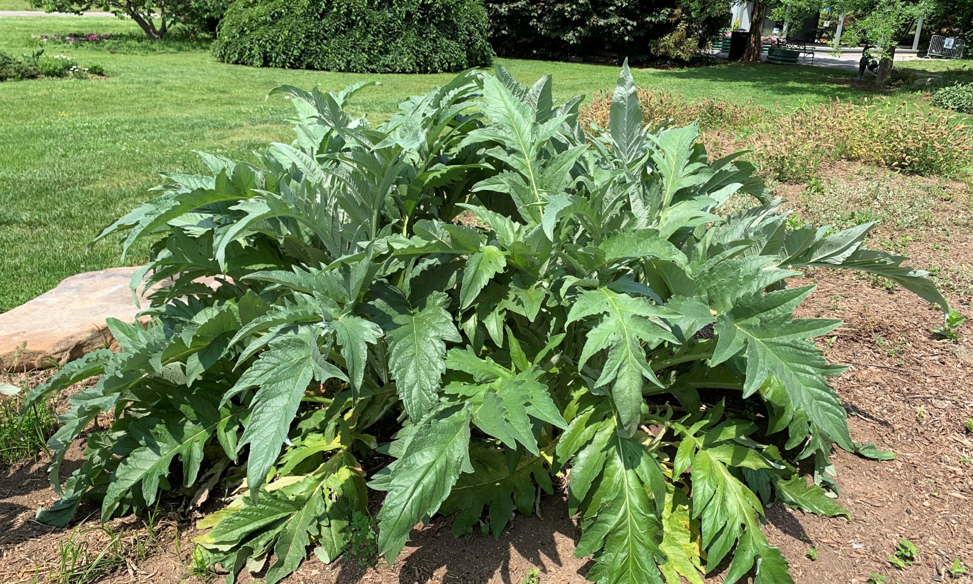 Cardoon plant