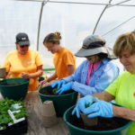 four workers potting plants in greenhouse