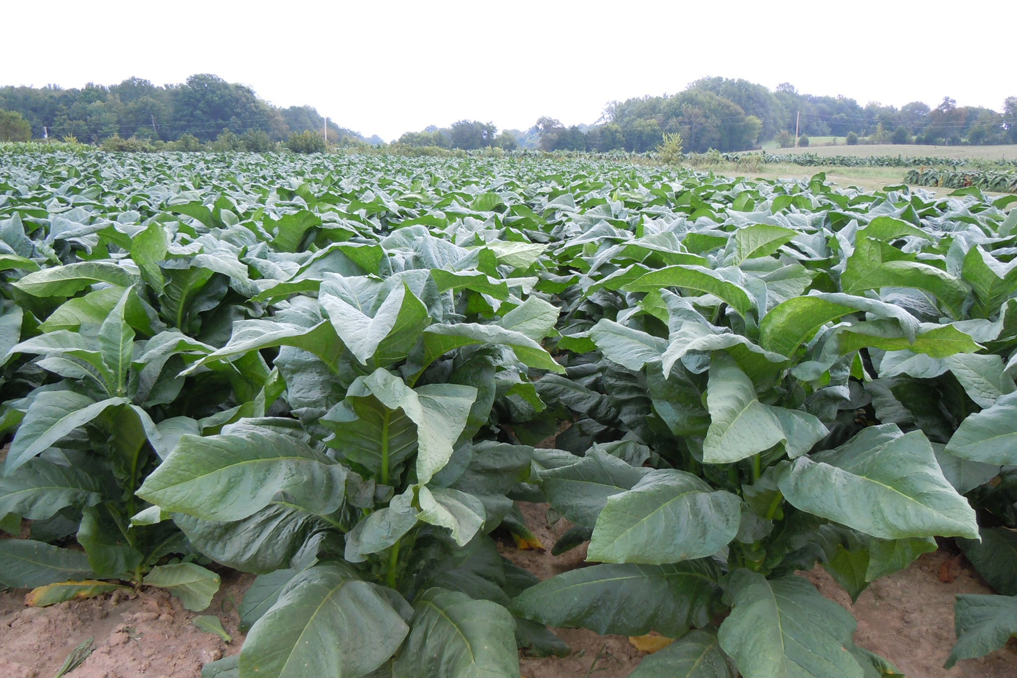 top dog pawn tobacco rd TOP DOG PAWN 3 - Updated May 2026 - 3806 Woodlake Dr, Hephzibah, Georgia -  Pawn Shops - Phone Number