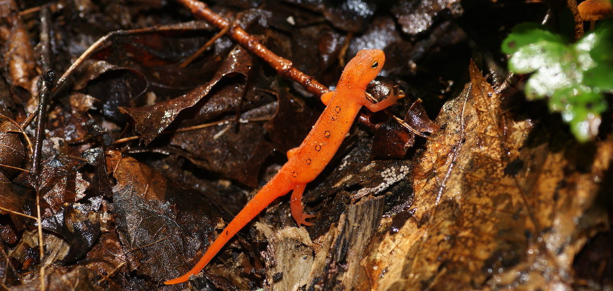 A juvenile eastern newt