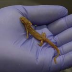 gloved hand holds a salamander