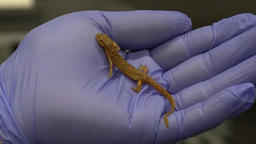 gloved hand holds a salamander