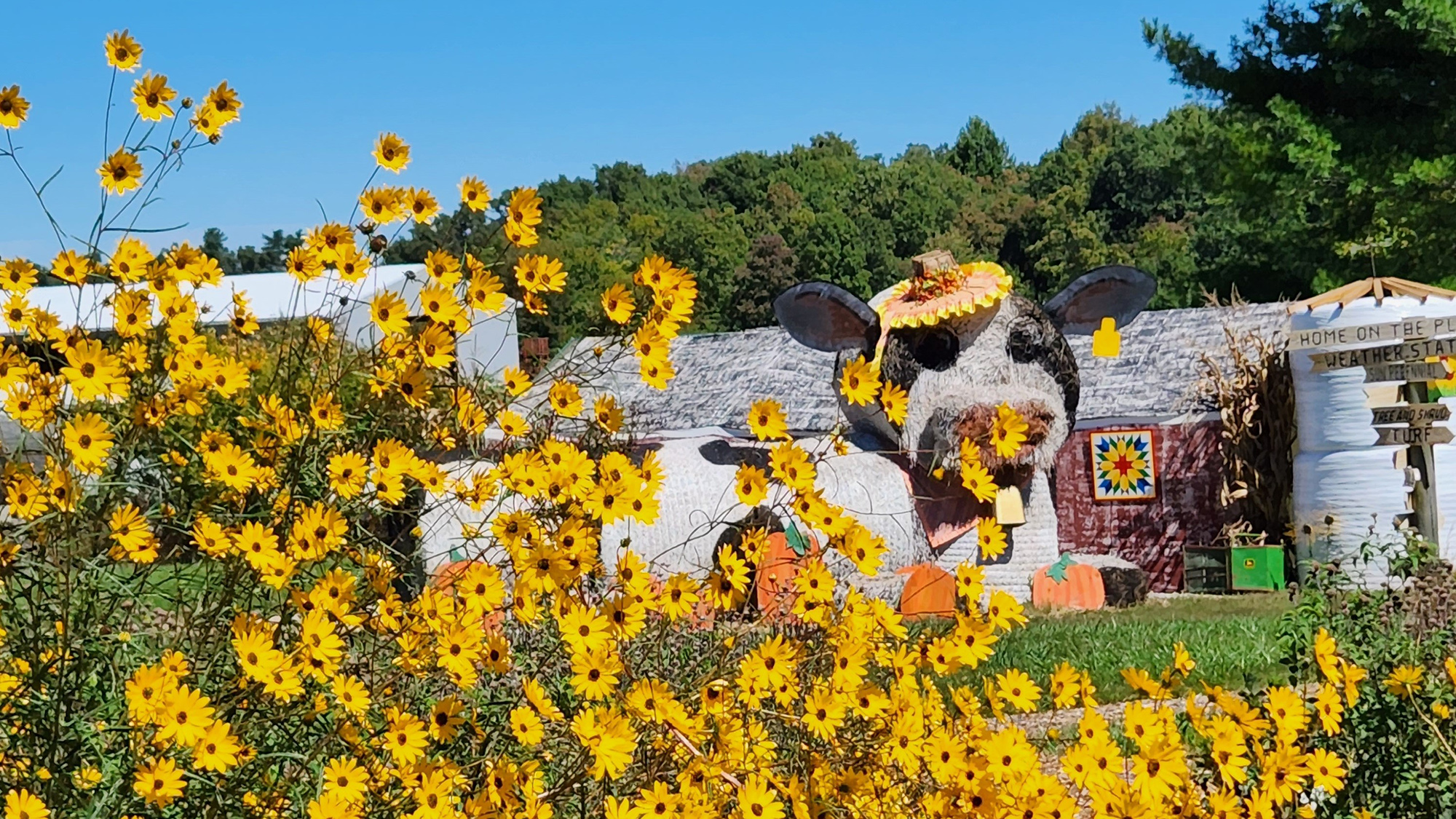 Sunflowers in front of cow constructed from hay bales