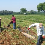 three farm workers working in crop field