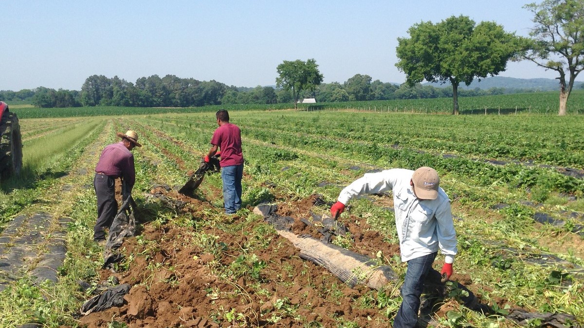 three farm workers working in crop field