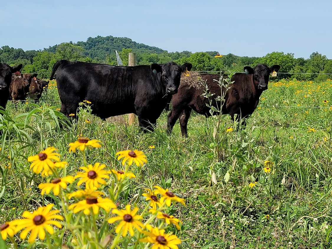 cows in field with yellow flowers in front