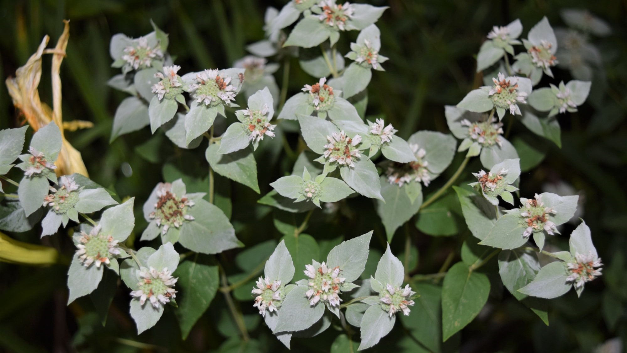 Mountain Mint