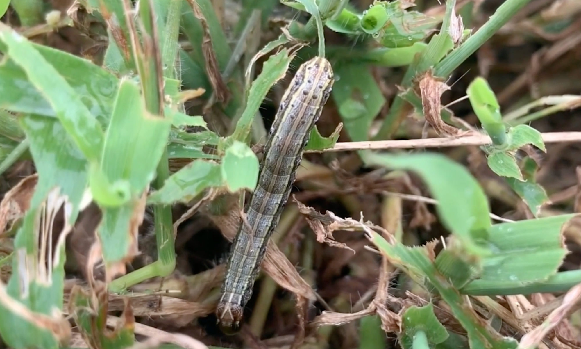 army worm crawls up a blade of grass surrounded by other blades of grass