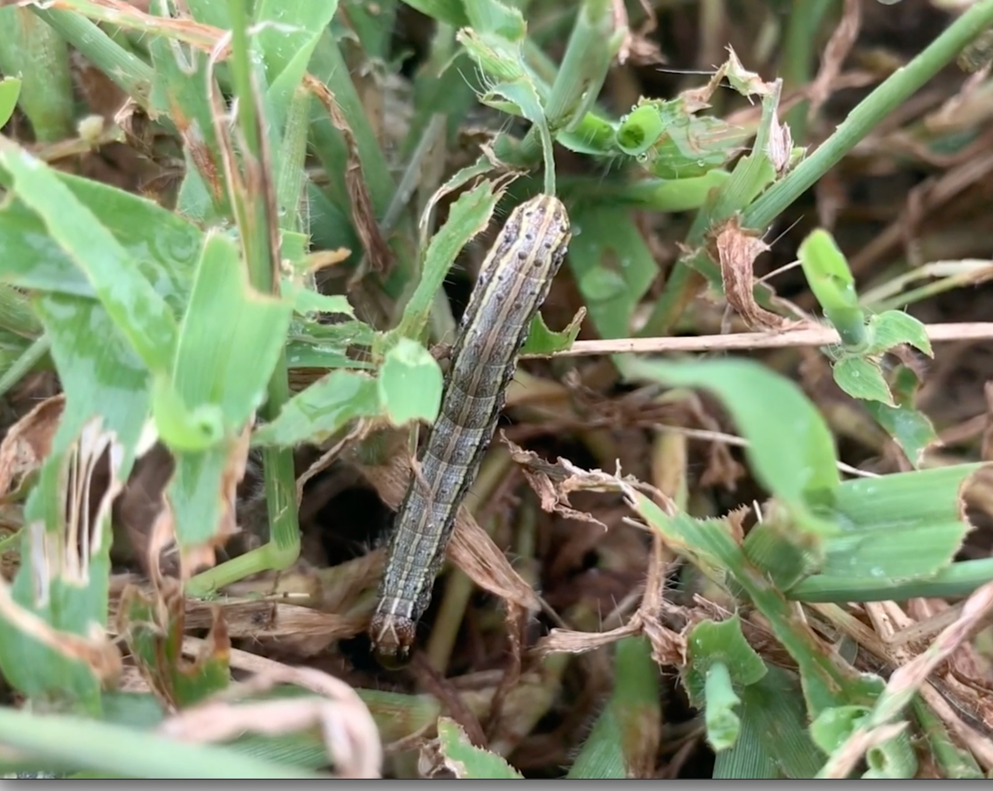 Fall Armyworms Reported Across Tennessee | Institute News