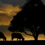 silhouette of two cows grazing next to a large tree with sunset in backgorund