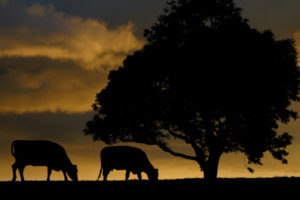 silhouette of two cows grazing next to a large tree with sunset in backgorund