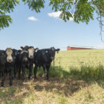 herd of beef cattle stand under the shade of a tree with a fence and red barn in the background.