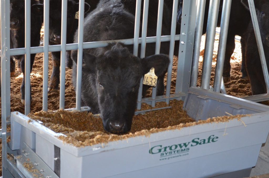 black cow reaches head through metal fence into GrowSafe Systems feeder that has been in it.