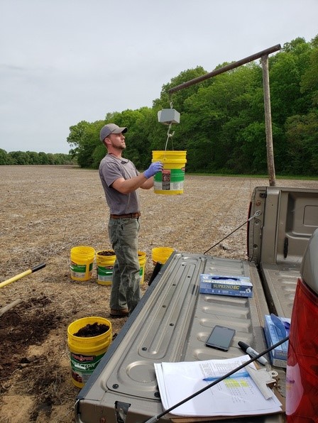 researcher weighing yellow bucket of litter fertilizer on back of truck. More buckets of litter on the ground.