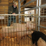 Lew Strickland takes notes while monitoring three pigs in a barn