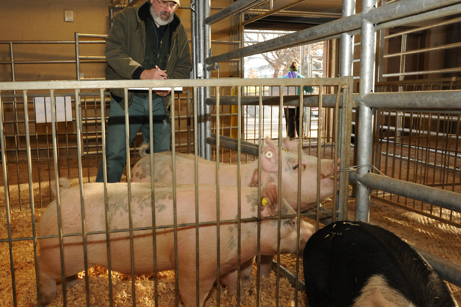 Lew Strickland takes notes while monitoring three pigs in a barn