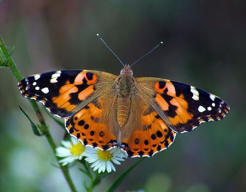 Painted lady butterlfy on flower