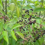 ripe elderberries on a bush